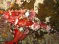 Tassled Scorpionfish