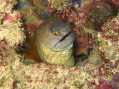 Yellowmargin Moray Eel