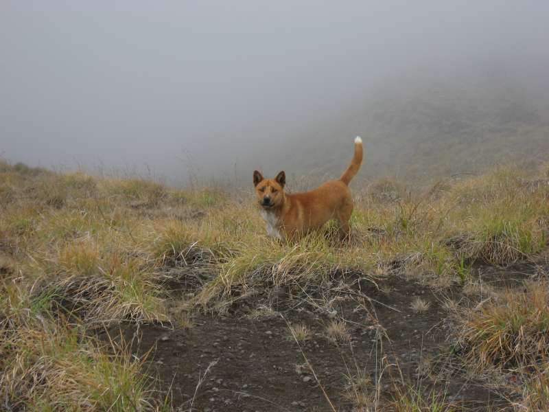Wild Dog