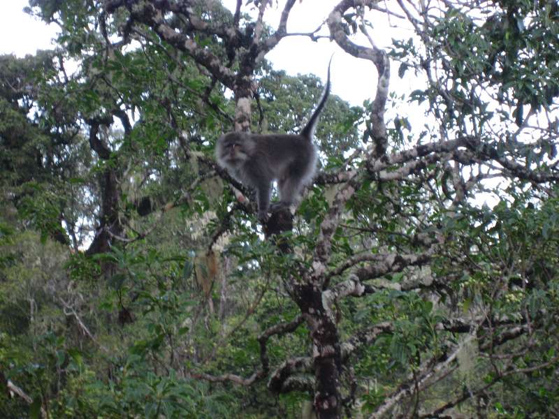 Gray Makaa Monkey