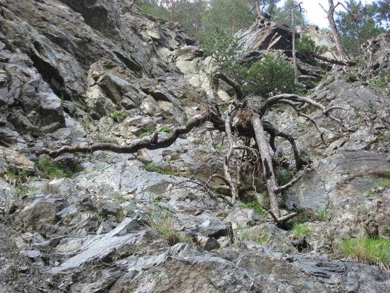 Clemgia Canyon:  An ent?