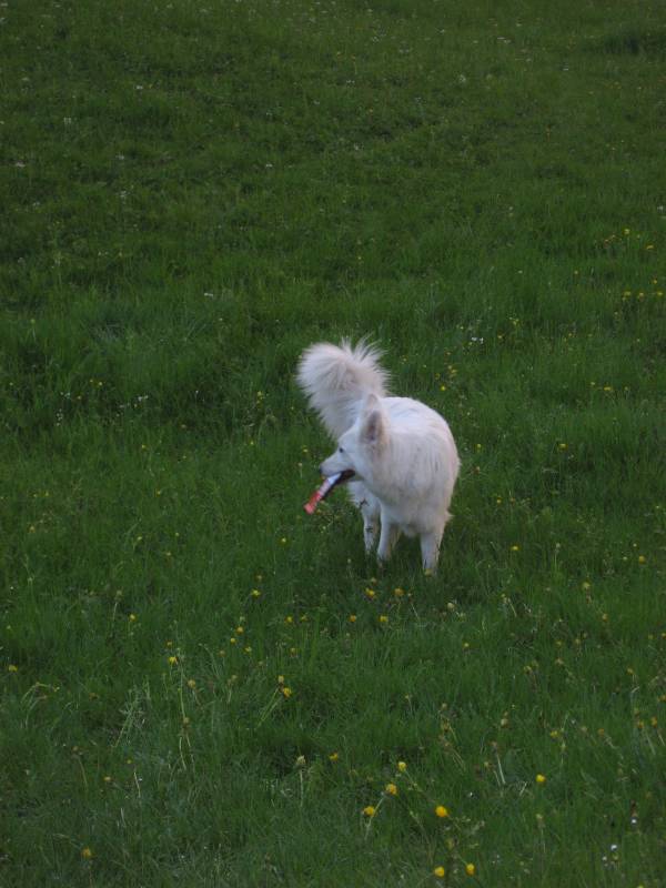 Kai got hold of a bacon