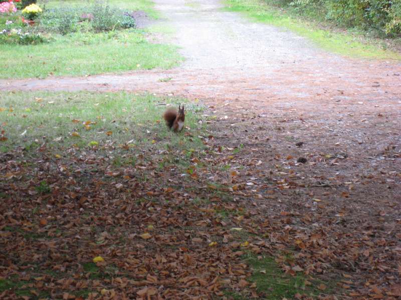 Squirrel