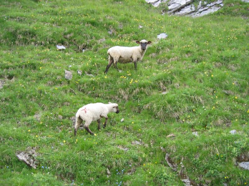 Caradhras - Sheep