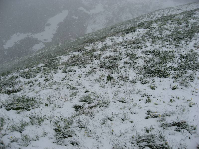 White starts to replace Green