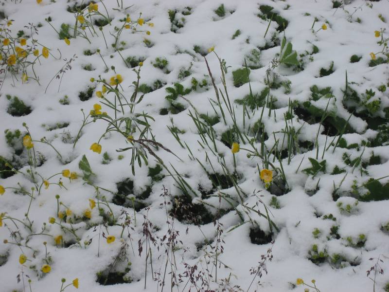 ...flowers in full bloom!