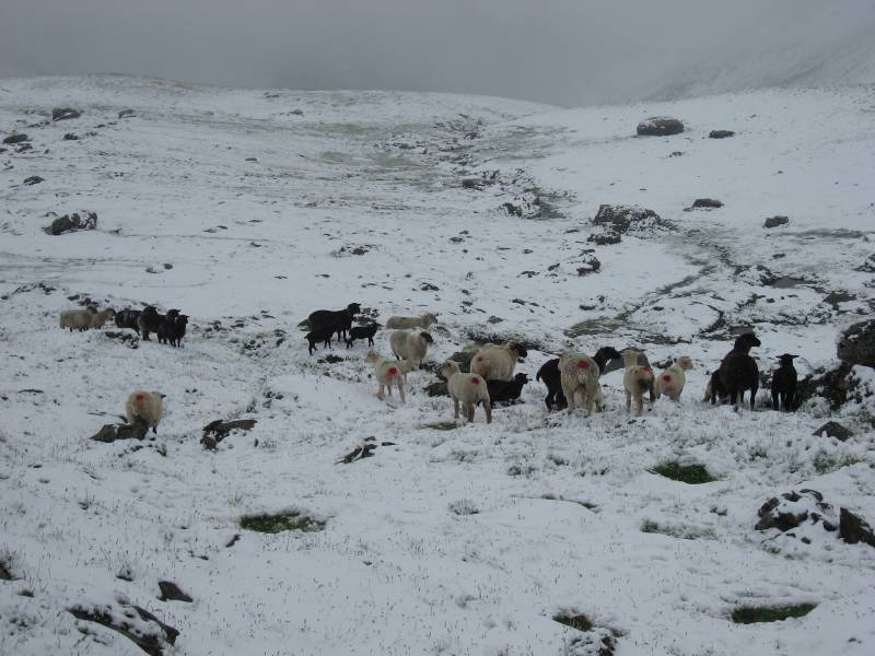More sheep