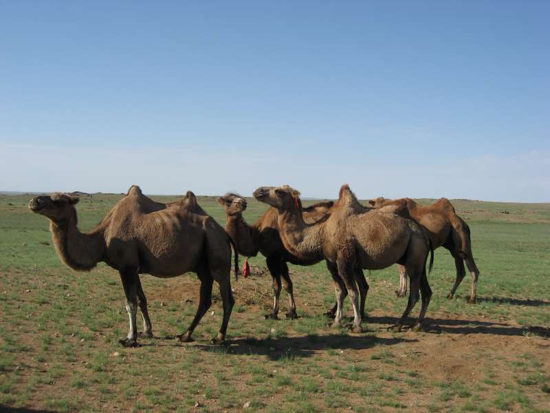 Camels