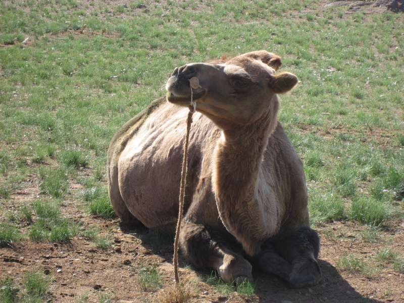 Camel