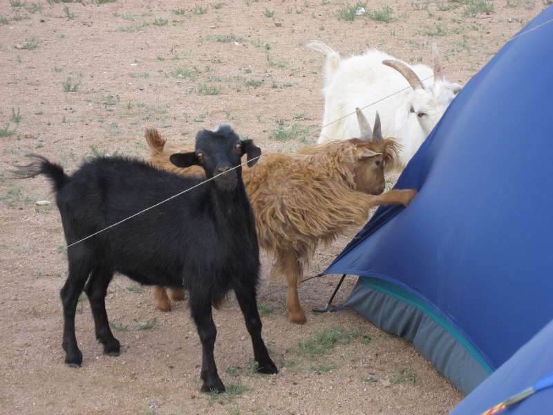 Goat attacking our tent