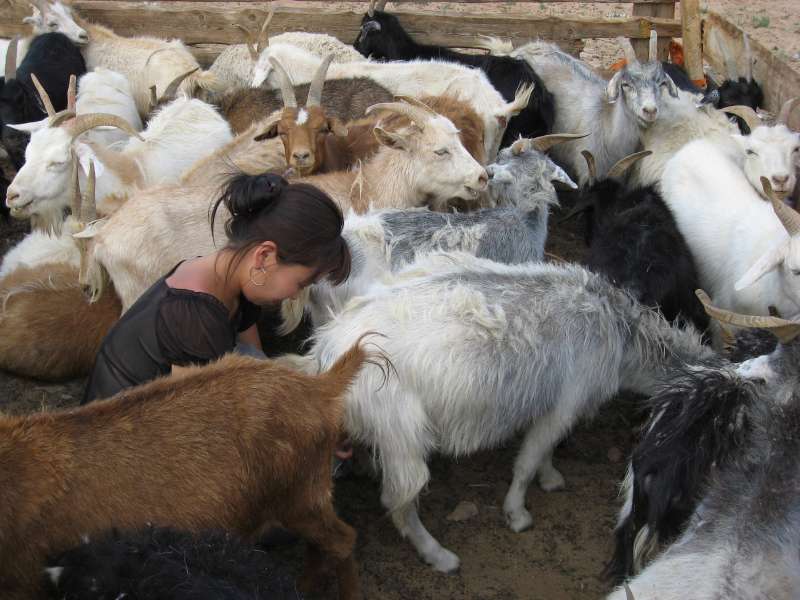 Milking goats