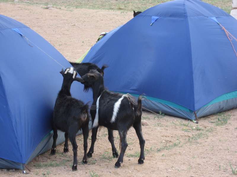 Our tent is very tasty!