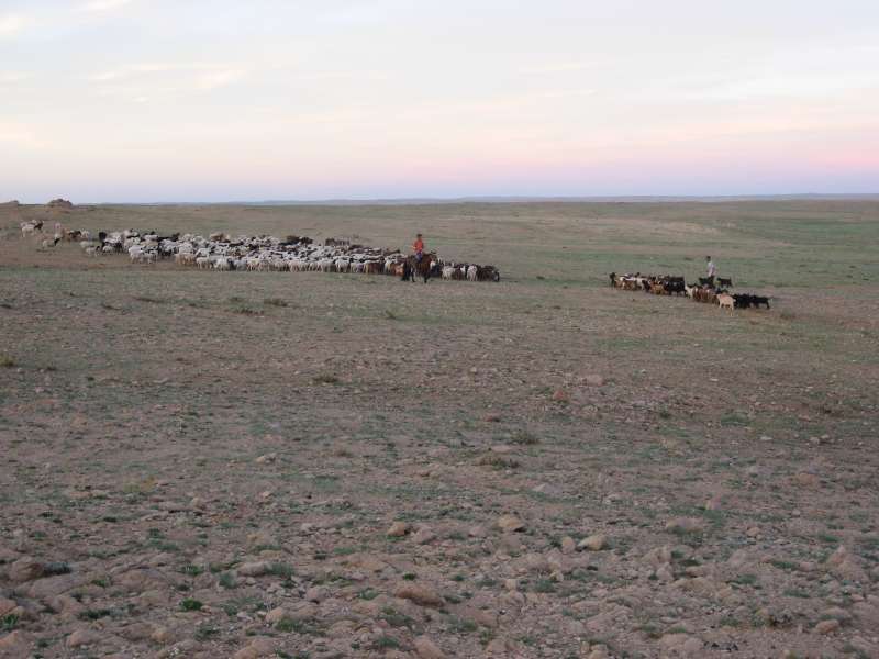 Goat herd