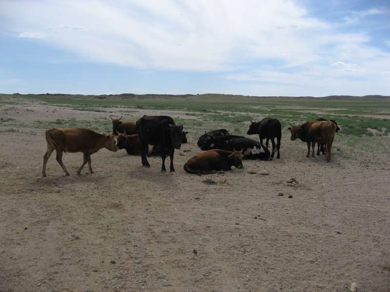 Cows in the Gobi