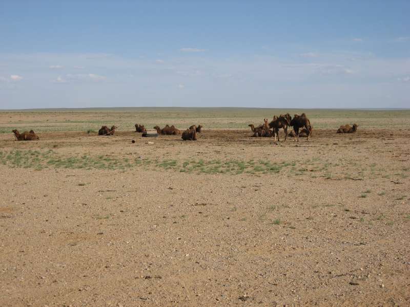 Camels