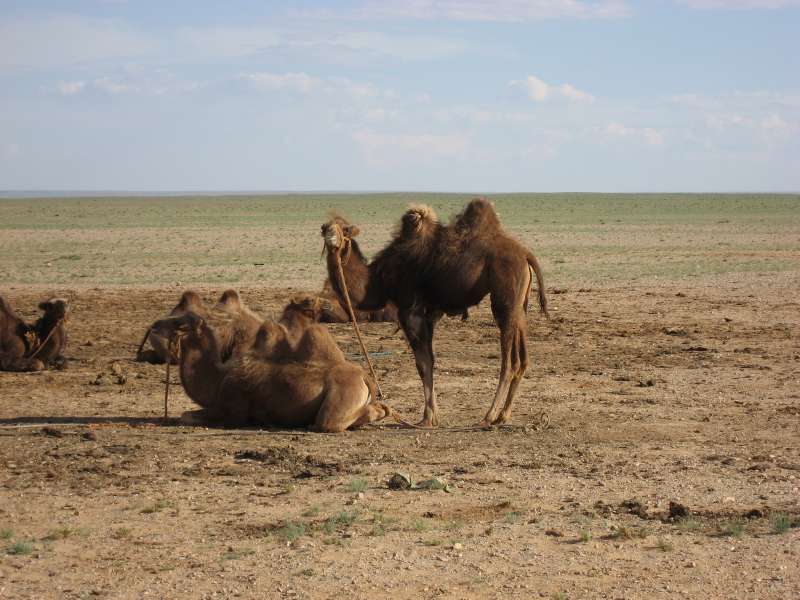 Camels