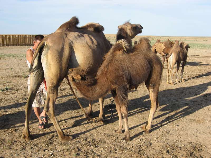 Camels