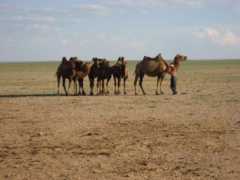 Camels