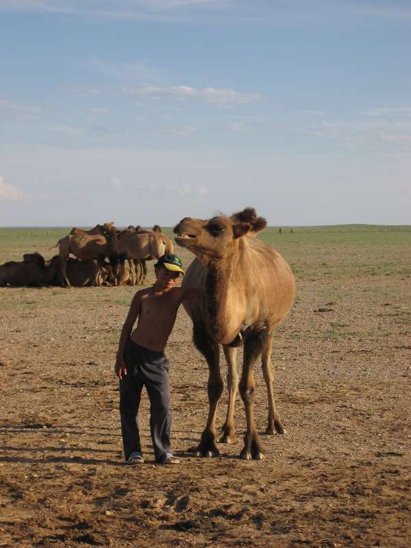 Camel