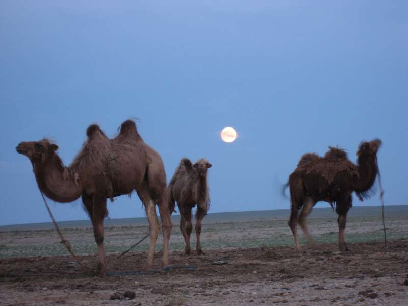 Camels