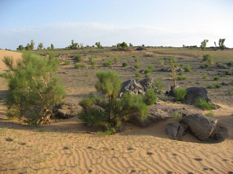 Saxaul Forest