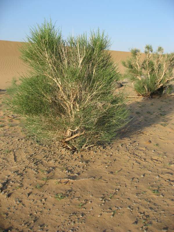 Saxaul tree