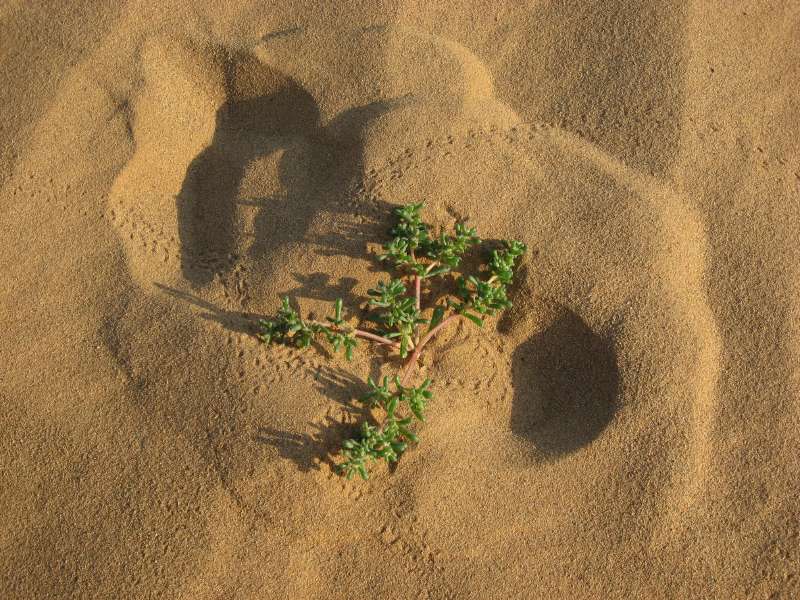 Uush Sand Dunes