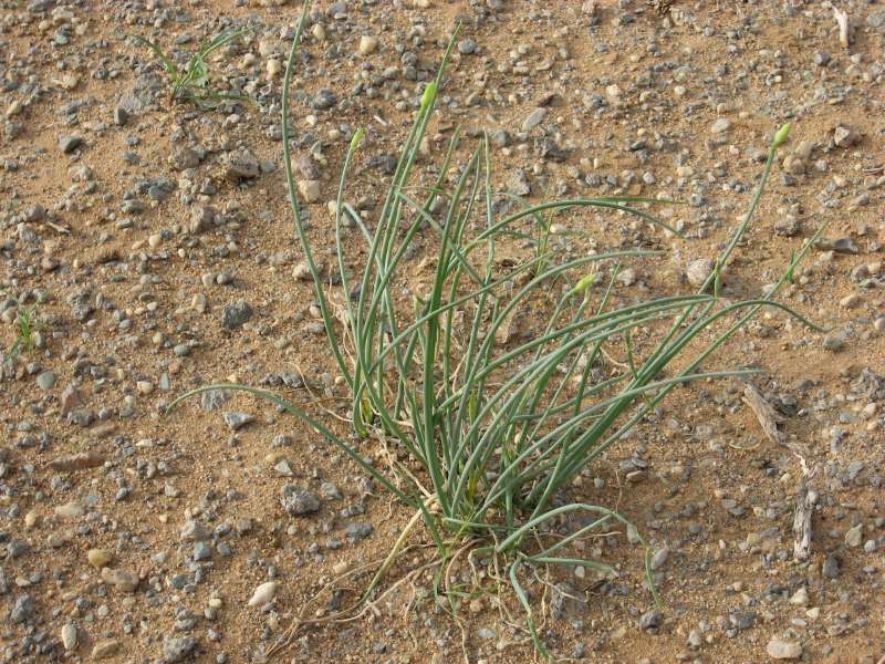 Grass