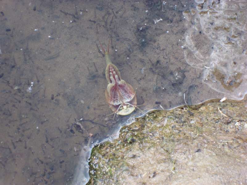 Prehistoric Crab??