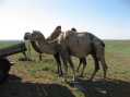 Camels