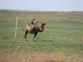 Camel riding