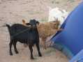 Goat attacking our tent