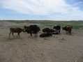 Cows in the Gobi