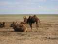 Camels