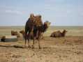 Camels