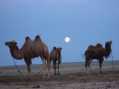 Camels