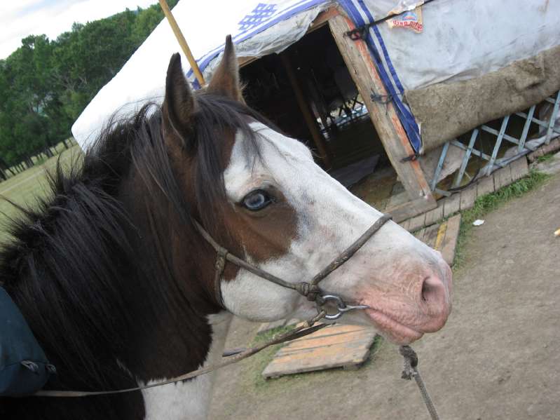 Strange Horse