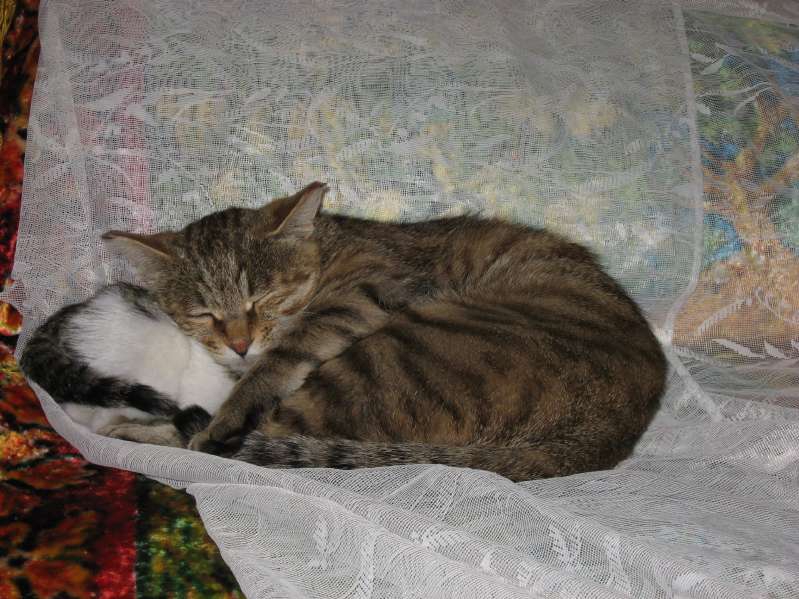 Cats!