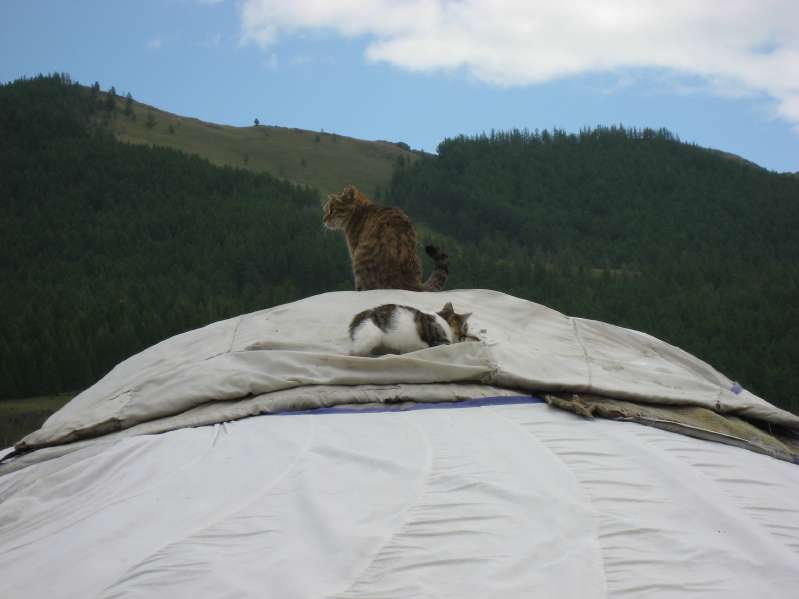 Cats on the Ger