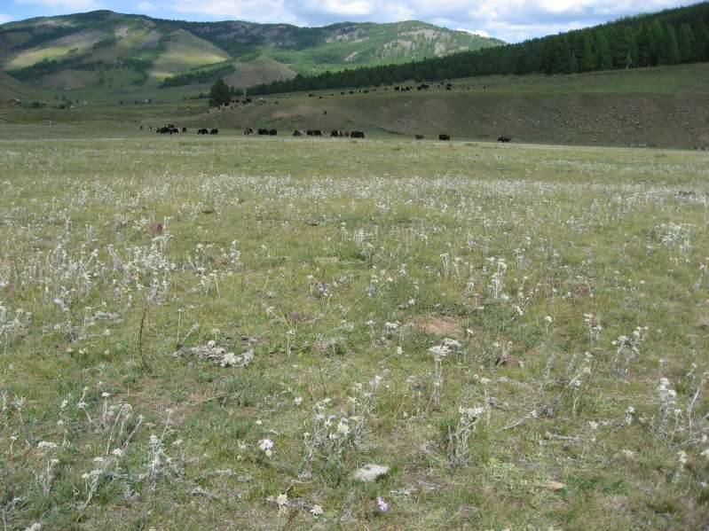 Edelweiss