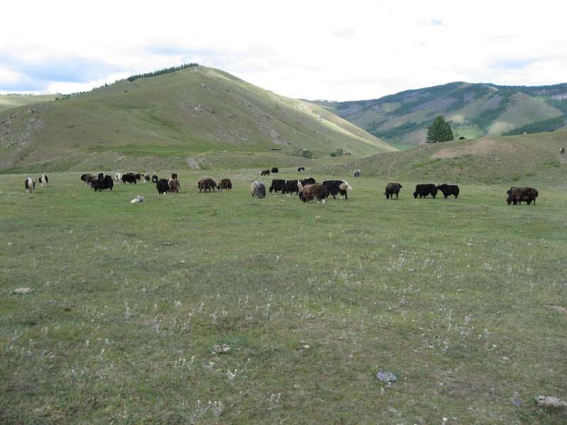 Yaks