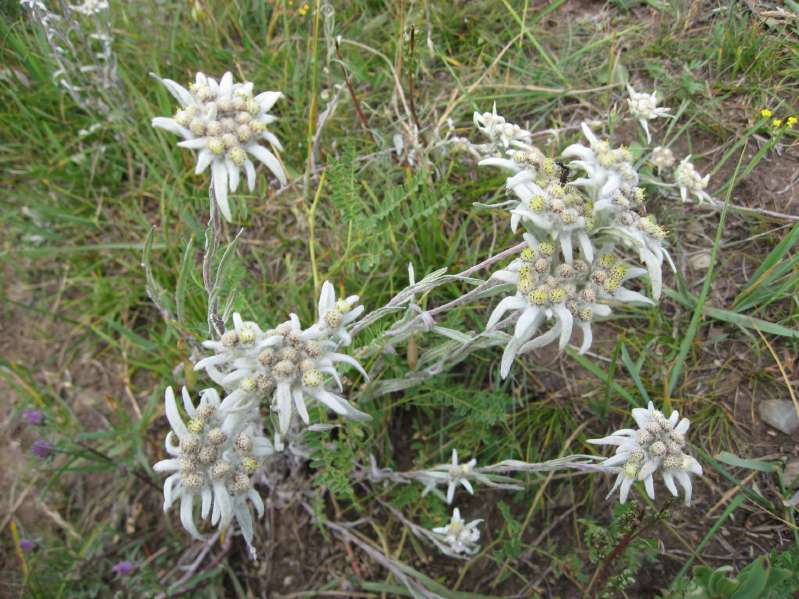 Edelweiss