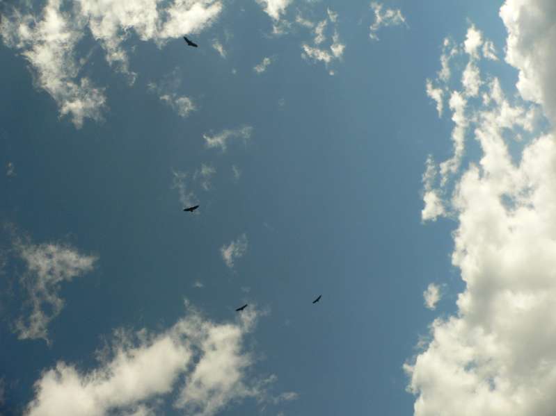 Birds