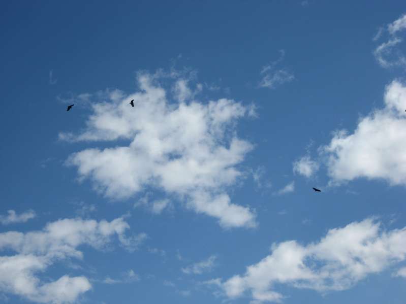 Birds