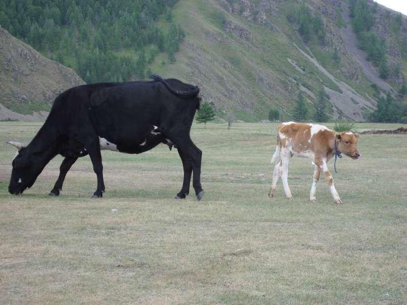 Cows