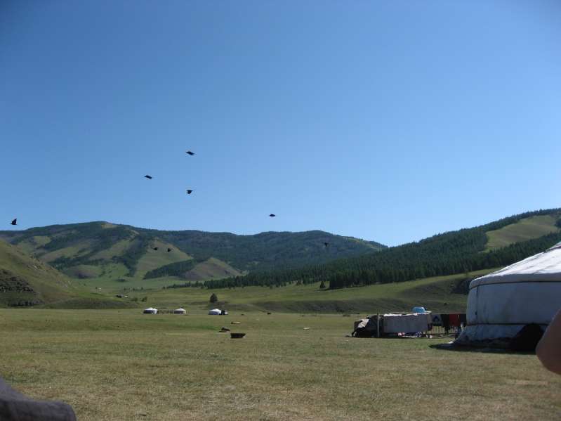 Birds