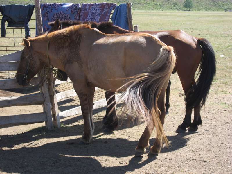 Horses waiting for work
