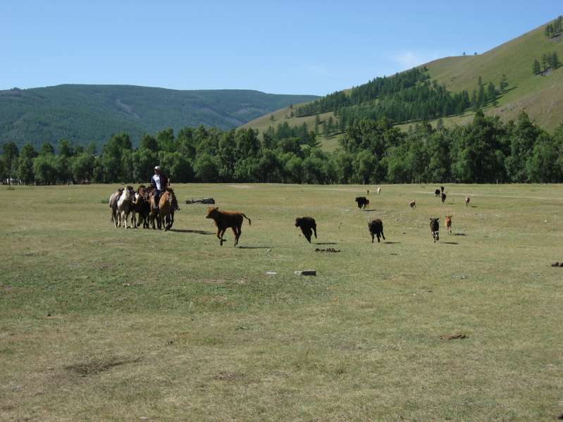 Arrival of the horses.