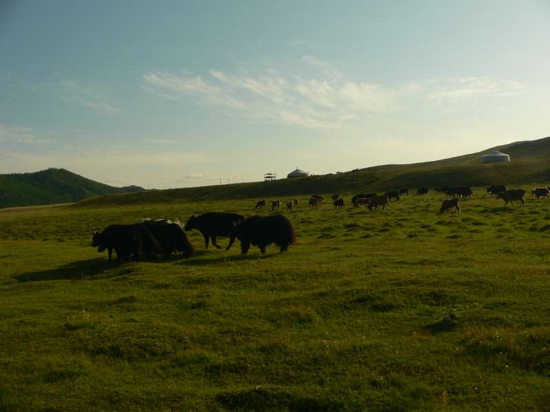 Yaks
