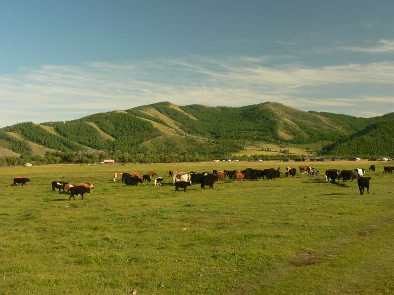 Yaks and Cows
